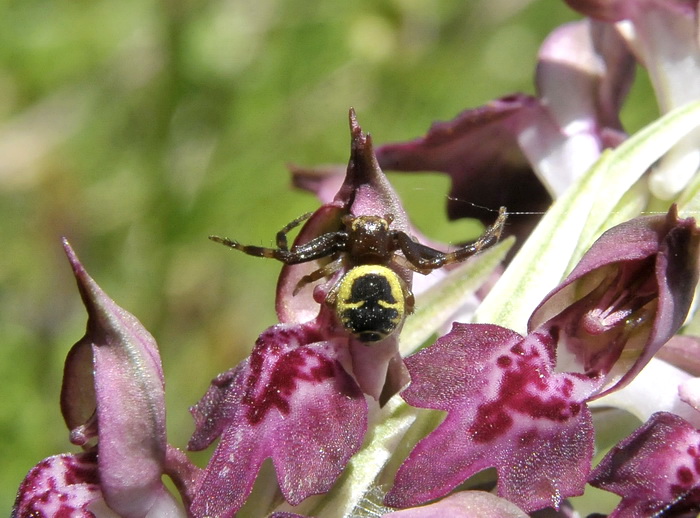 Synema globosum